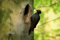 Datel cerny - Dryocopus martius - Black Woodpecker 5665